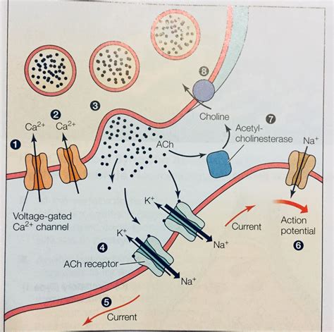 lack of acetylcholinesterase in the synaptic cleft|Physiology, Acetylcholinesterase .